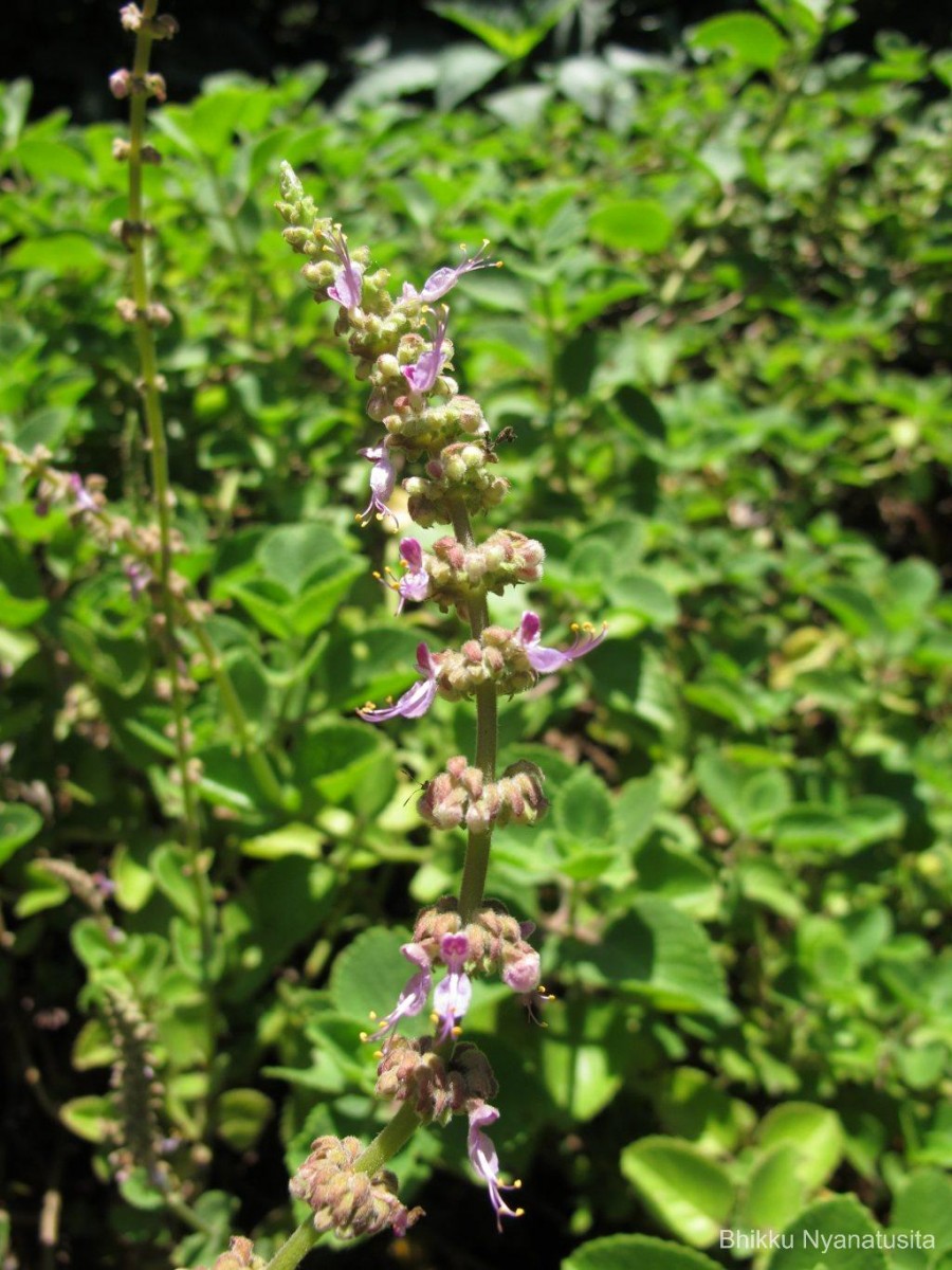 Coleus amboinicus Lour.